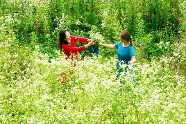 花海|你去过了吗？朝天李家这片白色花海又成网红，宛如一幅美丽画卷！