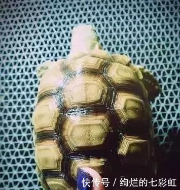 乌龟|文玩人“盘”活乌龟,还能“挂瓷”你能接受吗?