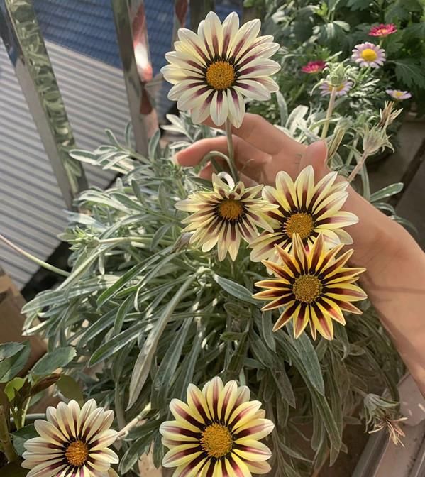  太阳|适合懒人养的盆栽花—勋章菊，周年开花，耐热也耐寒，南北都能种