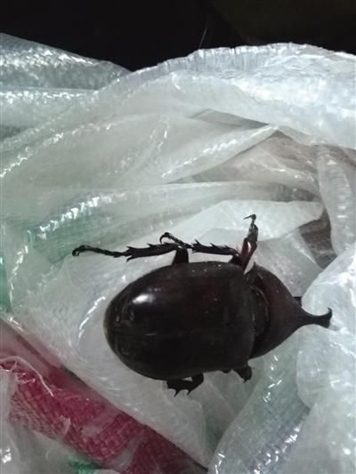  野生动物|工棚内惊现“独角仙”森林警方妥善处置