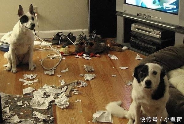 沙发|看到狗子犯错后一副这么无辜的表情, 铲屎官都下不了手!