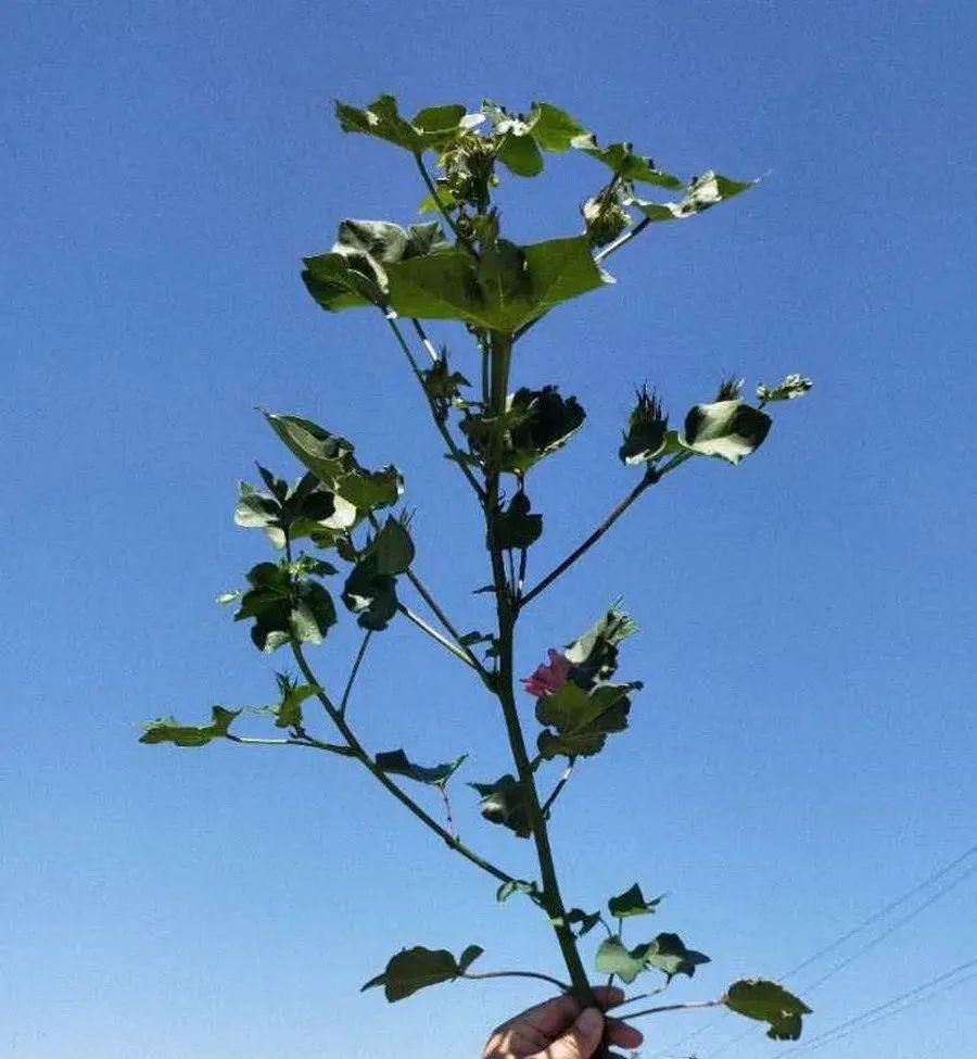  低产|棉花打顶前后的水肥管理，直接决定了今年棉花是高产还是低产