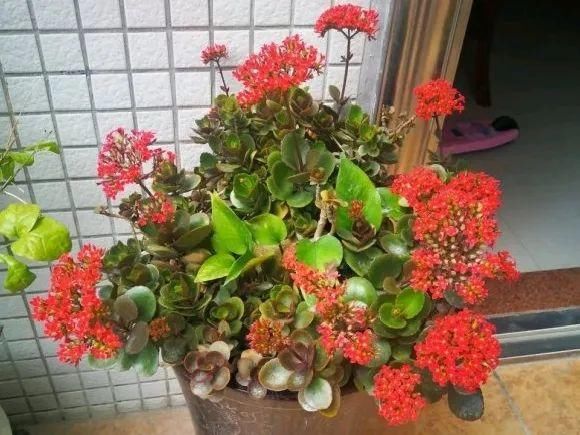 养成|最大的长寿老桩,7年时间,养成盆景!