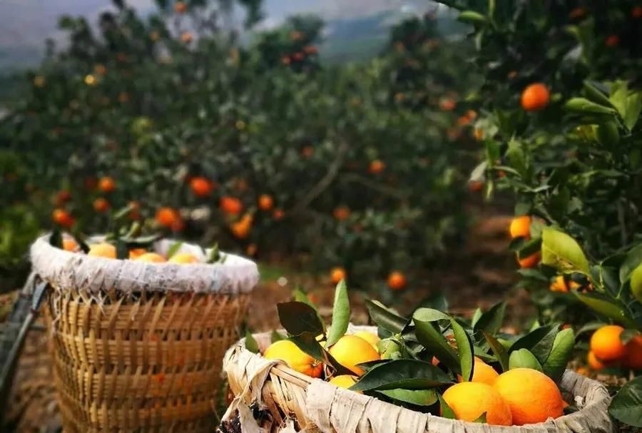 特产|大凉山特产，你知道几个？