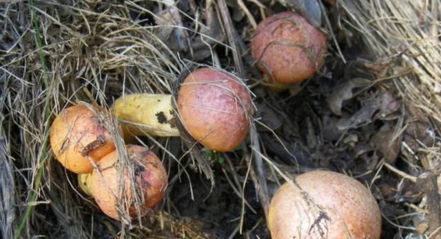  蘑菇|美味蘑菇：血红铆钉菇