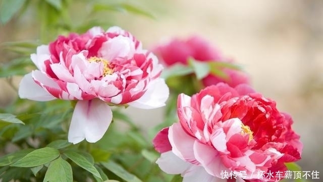 看待|看待人生,很通透的3个星座,不轻易去参与无意义的纷争