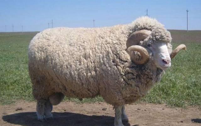  实话|俗话“男怕属鸡，女怕属羊”是什么意思？农村老人告诉大实话