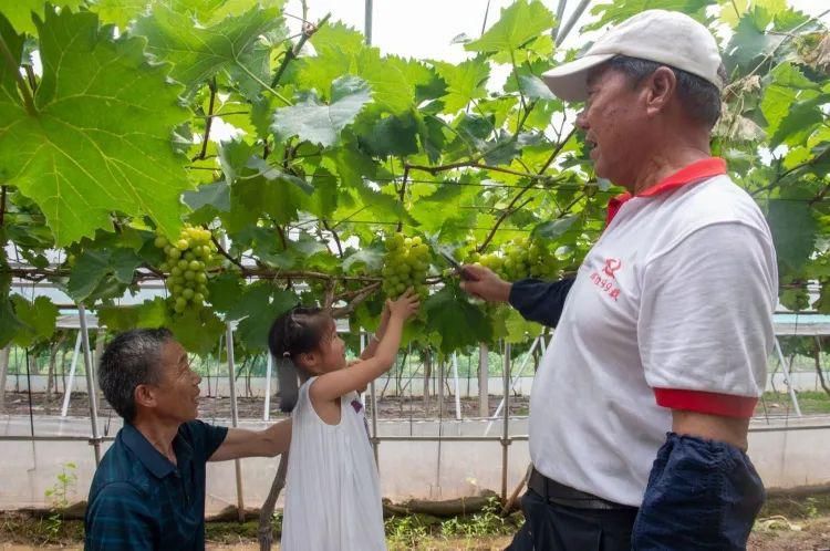  快乐|在家门口做个快乐农夫！浦东首家“五星级”民宿年底有望运营20幢