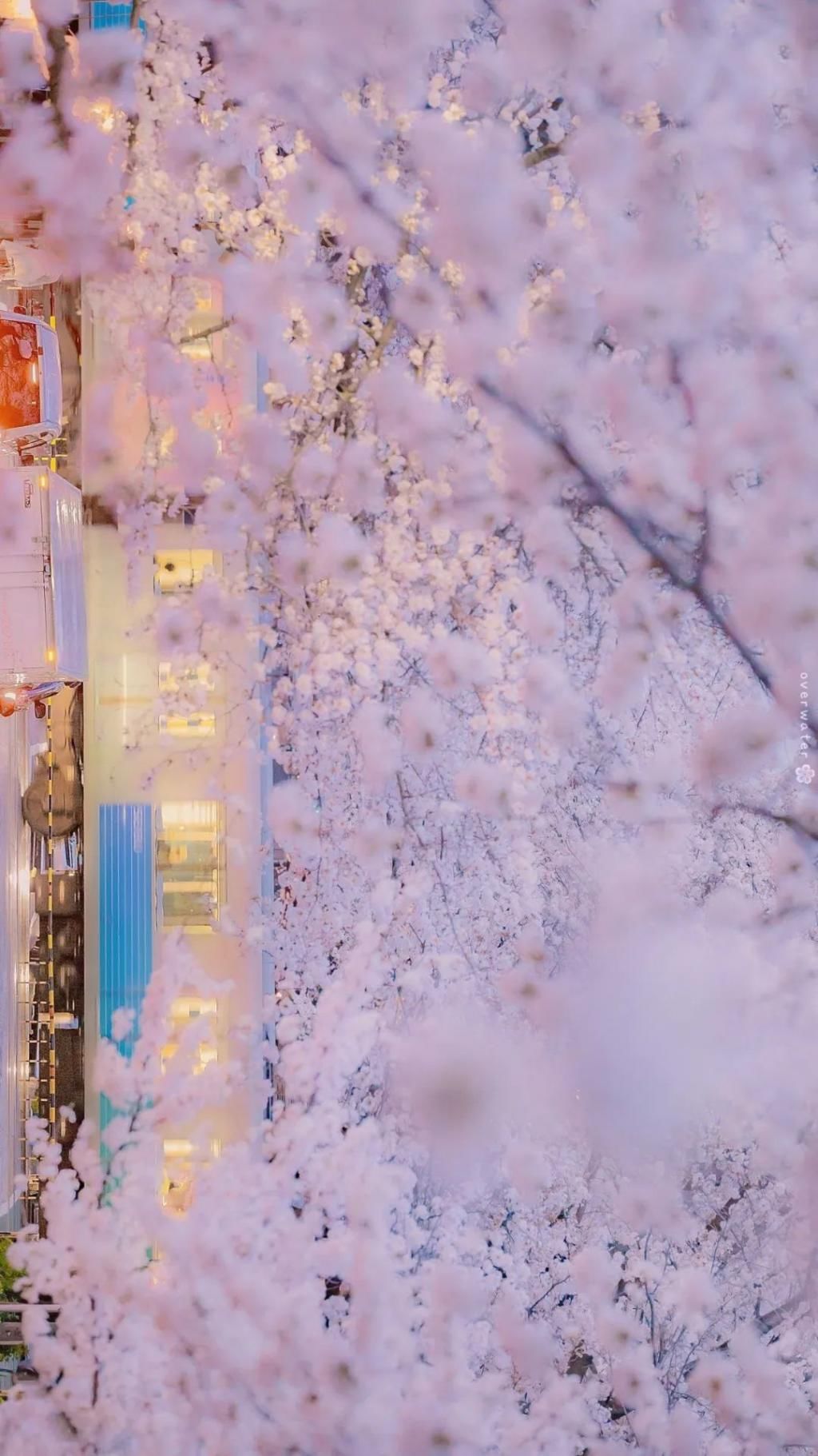  壁纸|「手机壁纸」想在樱花树下遇见你