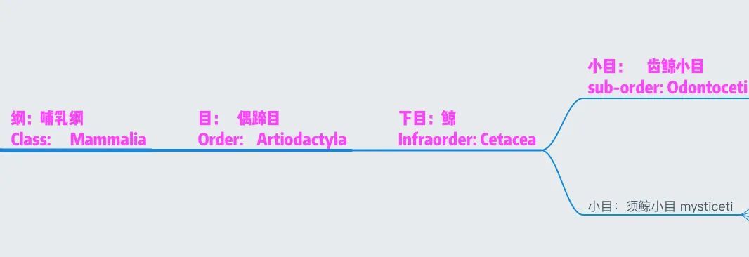  鲸鱼|怎么你说薄荷这两天出现的又不是鲸了？抬杠有意思吗？有！