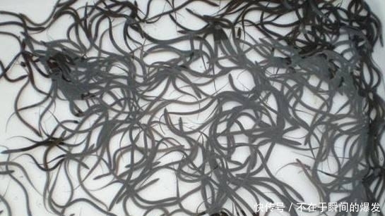 野生|大爷被黄鳝咬后进医院,还真不能怪黄鳝,它才是受害者