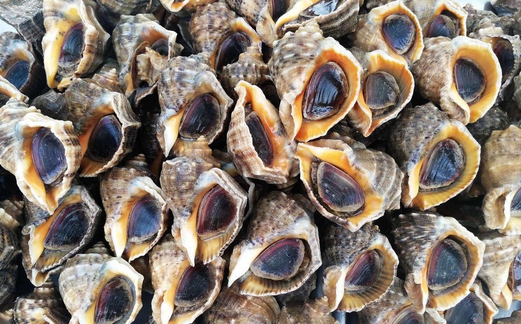 海鲜|酒店带鱼268一斤,菜市场便宜只要15,梭子蟹长大点50一斤