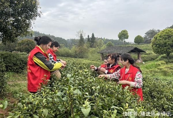 涪陵：“党旗红”开启茶产业发展“绿引擎”