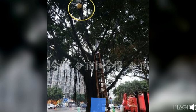 压线|因电动车压线,外卖小哥怕处罚爬上树不肯下来,交警劝说都不管用