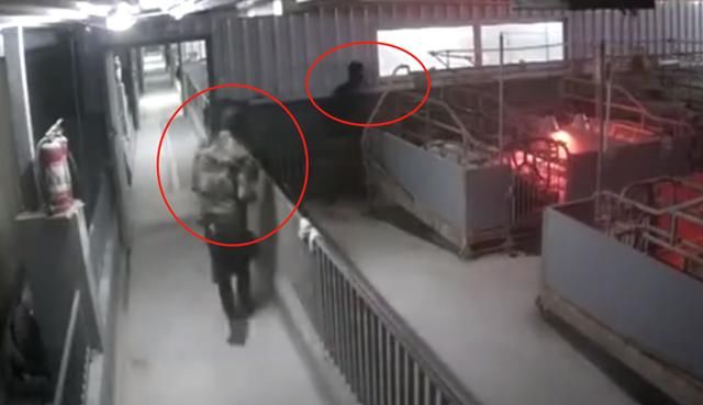  种猪|猪肉涨价有人动歪念！4男子持械抢70头种猪被刑拘