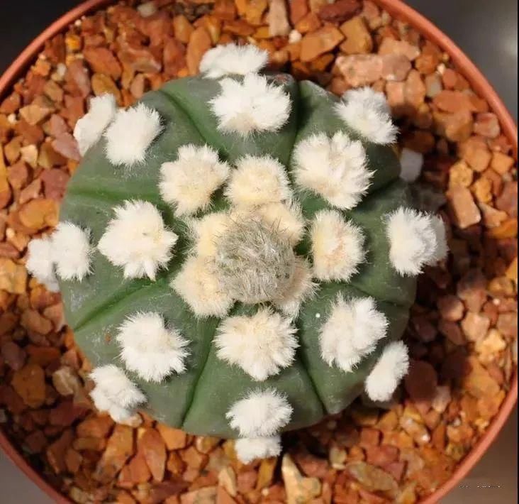  人养|每个人养肉人都应该学会鉴赏“兜”