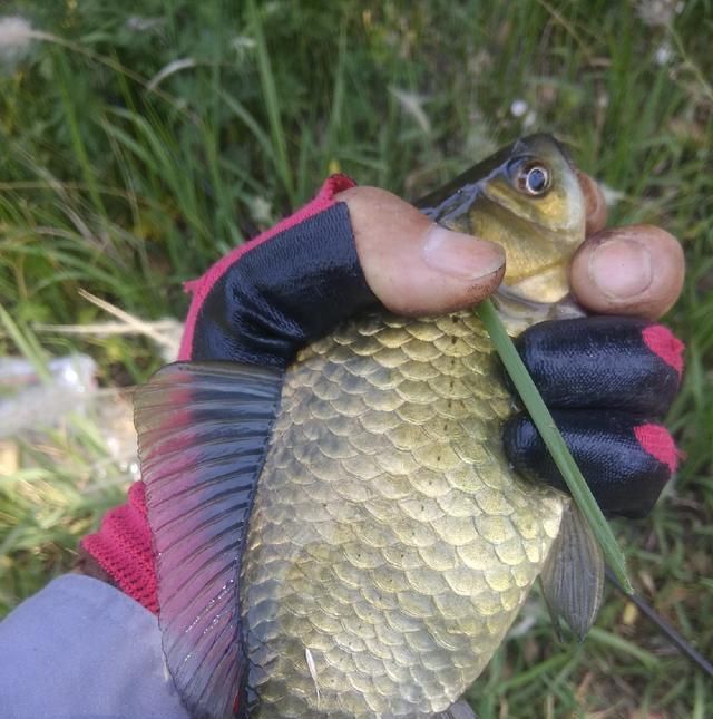  脱钩跑鱼|野钓时连续跑鱼，有哪些原因，浅谈一下个人见解