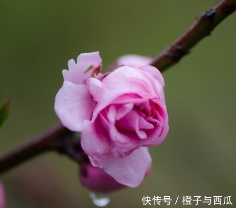 大运|明天开始被大财砸中，连走3年大运，财大气粗，步步高升的3生肖