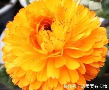 一帆风顺|算命的说,9月份这三生肖财门从小开到大,摆脱霉运,一帆风顺