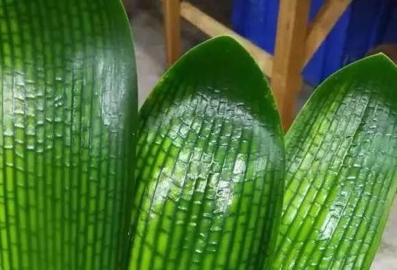 枝头|盆里扔2样东西,养花10年不烂根,叶子油光瓦亮,花苞挂满枝头!