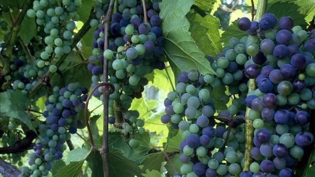 优质|葡萄要实现优质丰产和稳产需要哪些养分这样施肥即可满足需求