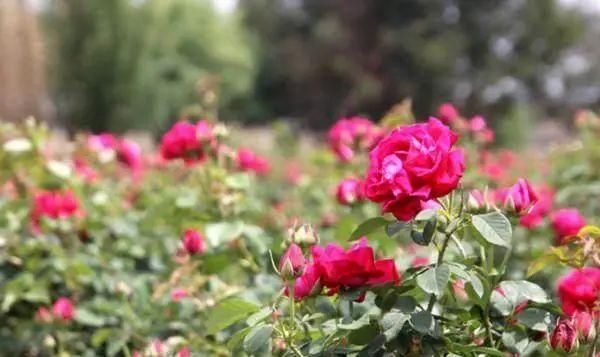 查出|夫妻先后查出肝癌，提醒：想要肝好，这种油最好一口别碰！