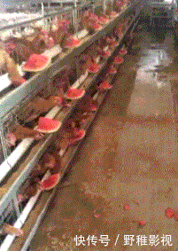 嫦娥|搞笑GIF:嫦娥姐姐是你吗?我是天蓬啊