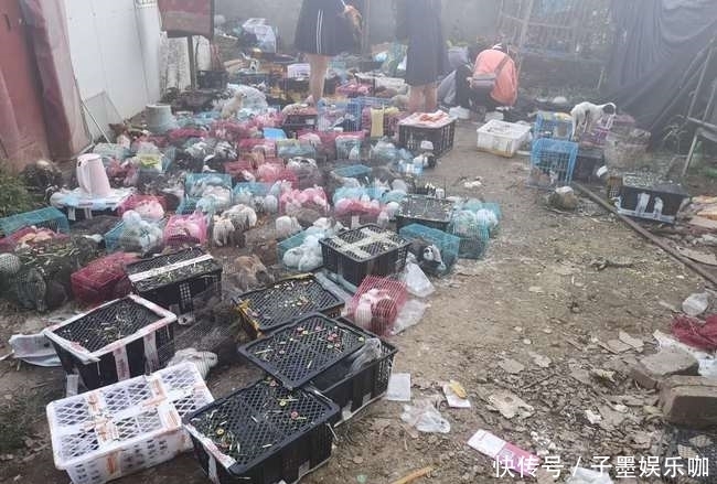 东兴物流园|数千宠物死在韵达滞留园:现场包裹遍地 恶臭难闻