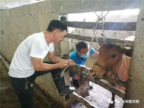  原告李某某|牛是谁家的？DNA说了算！ 黔东南岑巩法院审结首例涉动物“亲子鉴定”案件