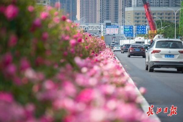  花田|路边花田连串、街头千万花卉、阳台飘花院墙垂绿，武汉“花海”国庆盛放