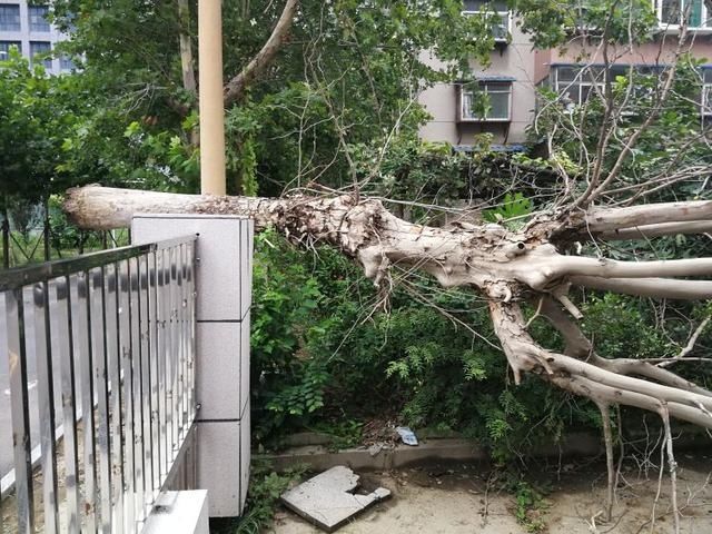  产权单位|树倒砸坏私家车 谁来处理成难题