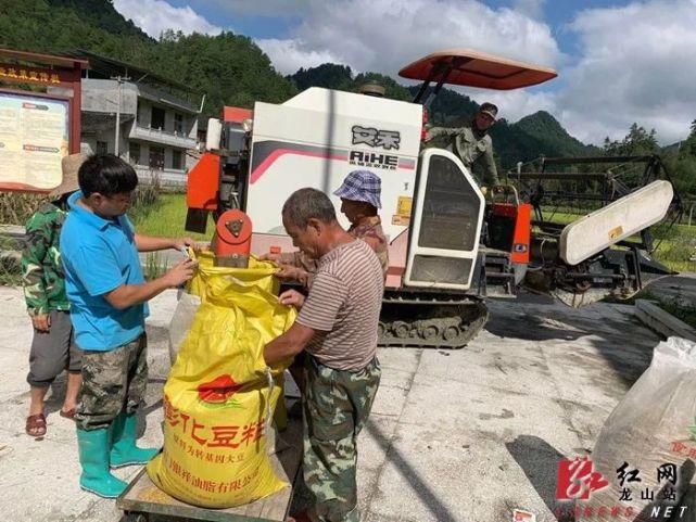  龙山|久雨终逢晴，龙山多地开启抢收水稻模式