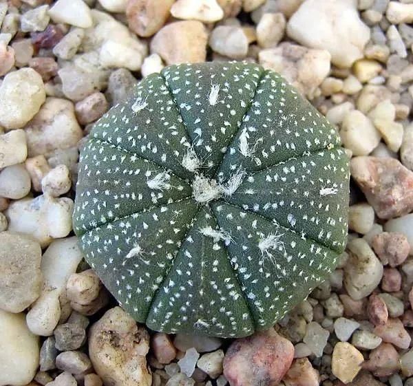  人养|每个人养肉人都应该学会鉴赏“兜”