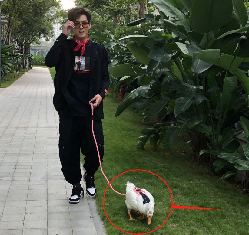  教导|《潮玩人类在哪里》路透，吴亦凡当街遛鹅，还教导鹅不要乱吃草