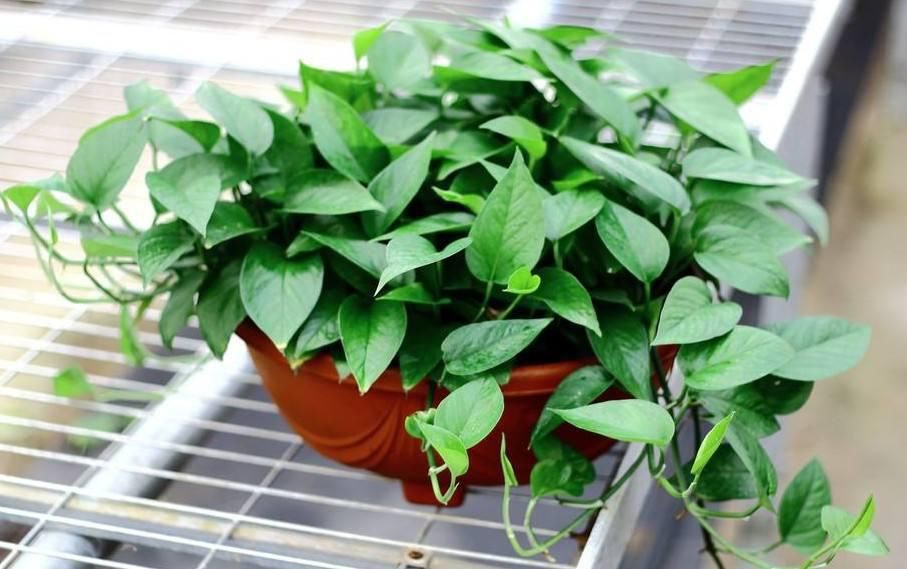  溶液|几种花用啤酒溶液擦一下，叶子油亮肥厚，越长越好！