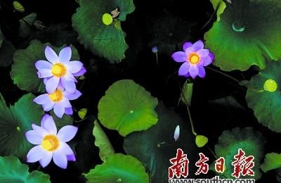  荷花|映日荷花别样红 夏日炎炎送清凉