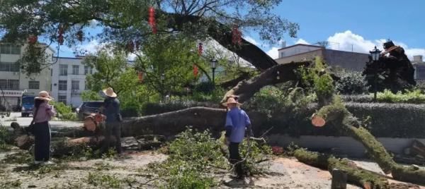  广东|广东850年古榕树今日冲上热搜！
