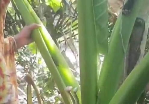 芋头|印度农村特色美食,长的比人高,重上百斤,大开眼界了