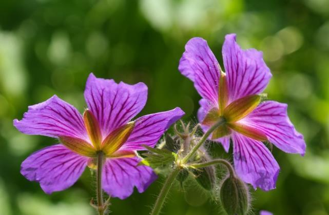  双子座|十二星座酒醉后原来是这样，双子座睡马路边，狮子座人设崩塌