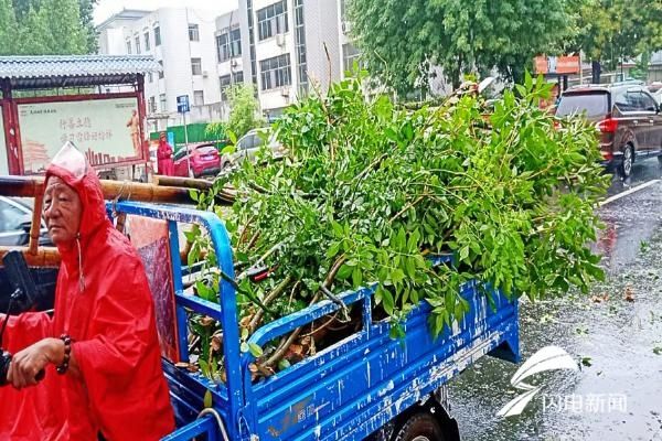 树木|济宁曲阜市园林管理中心雨住不停歇全力整修倒伏树木