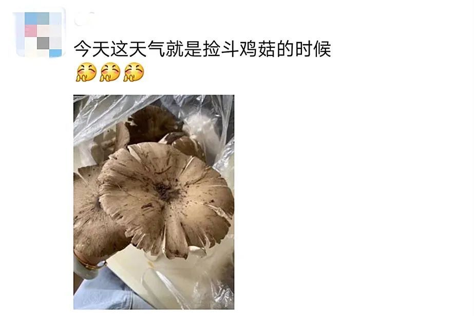  斗鸡|就问你晓得仁寿“斗鸡公”不？