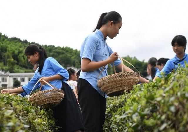  学校|山村学校的“韵味”茶艺课