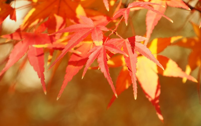  爱情|8月初，爱情雨落风吹，摇摇欲坠，4大星座坚持维护，爱情圆满