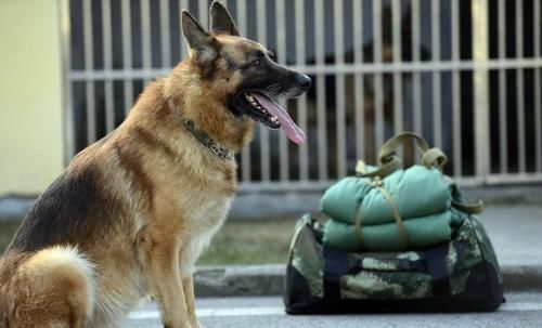  嫌疑犯|嫌疑犯曾春亮骑着摩托车被抓，他是如何摆脱警犬追踪的？