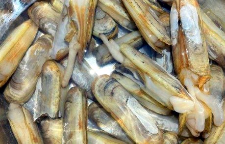 三伏天|15块钱一斤, 三伏天我常给家人吃, 补铁还补钙, 简单一炒鲜又香