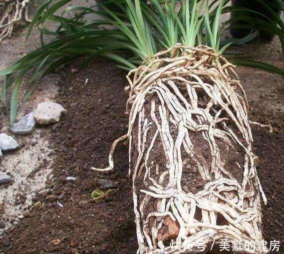 盆里|秋天养花有诀窍,做好这几步,盆里都是面条根