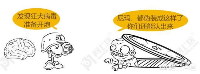  肌肉|为啥狂犬病无法治疗？被咬伤后又该咋处置预防狂犬病？清晰明了