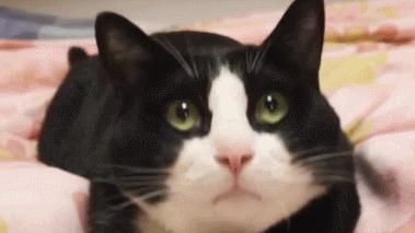 电话|这只猫通宵等主人电话,只为在摄像头里见一面,无数网友泪崩…