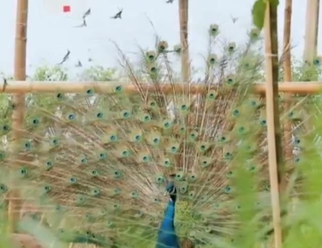  向往|《向往4》正式开播,周迅全程素颜出镜,何炅节目现场飙