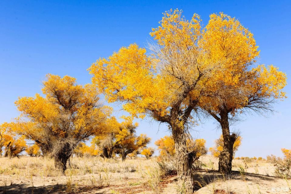 秋色|一路向西，追寻最美的南疆秋色！
